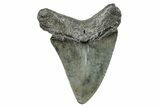 Juvenile Megalodon Tooth - South Carolina #273837-1
